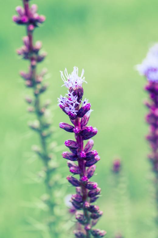Free stock image of Liatris Spicata created by Pixabay