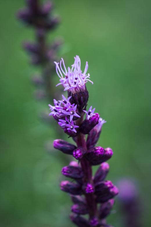 Free stock image of Liatris Spicata created by Pixabay