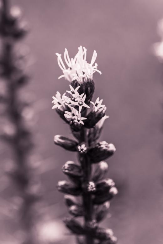 Free stock image of Liatris Spicata created by Pixabay