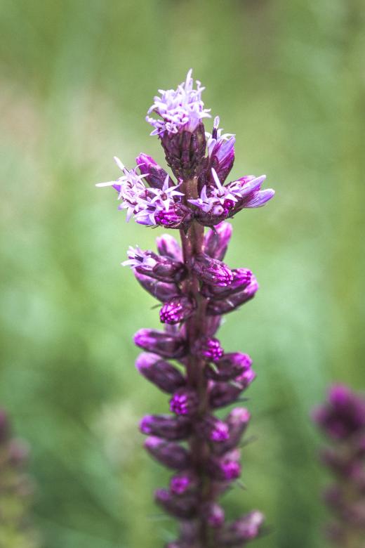 Free stock image of Liatris Spicata created by Pixabay