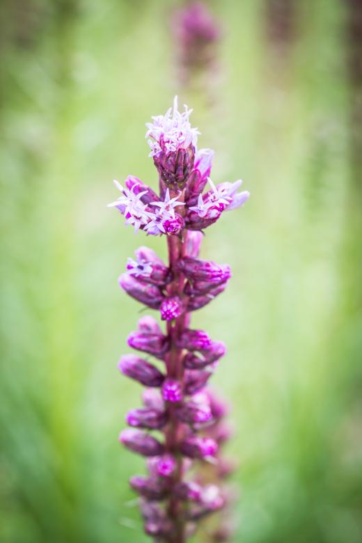 Free stock image of Liatris Spicata created by Pixabay
