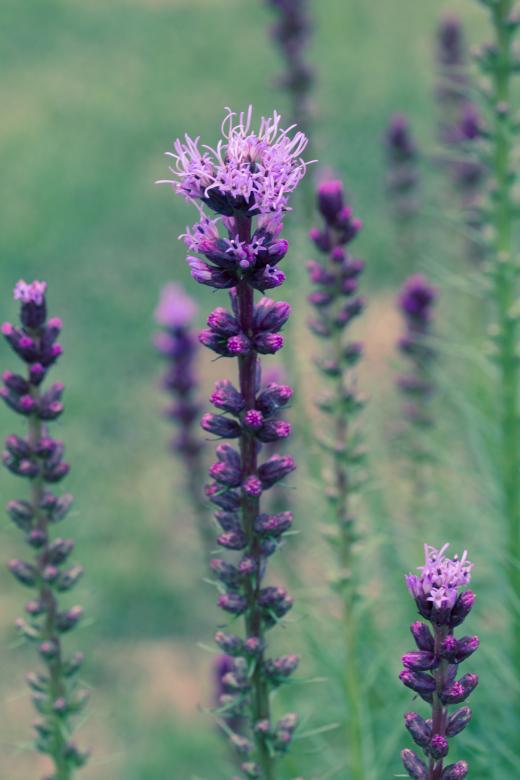 Free stock image of Liatris Spicata created by Pixabay
