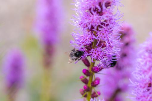 Free Stock Photo of Bee on Liatris Spicata