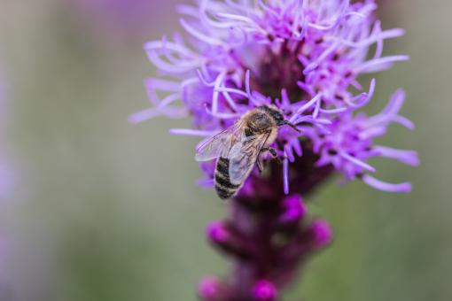 Free Stock Photo of Bee on Liatris Spicata