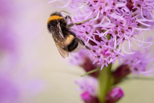 Free Stock Photo of Bee on Liatris Spicata