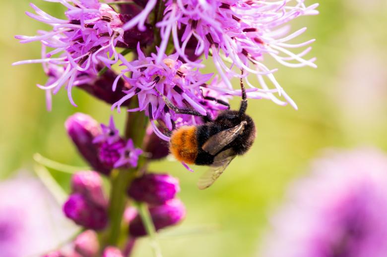 Free stock image of Bee on Liatris Spicata created by Pixabay