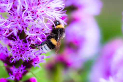 Free Stock Photo of Bee on Liatris Spicata