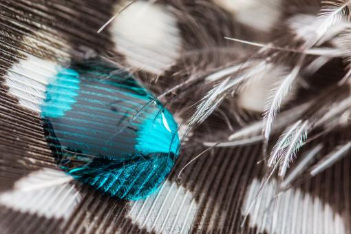 Free Stock Photo of Liquid on Perlhuhnfeder