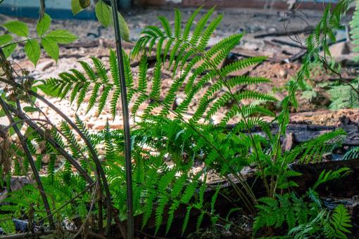 Free Stock Photo of Fresh Plants