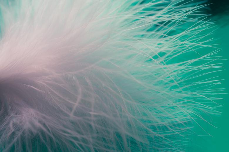 Free stock image of Bird Feathers created by Pixabay