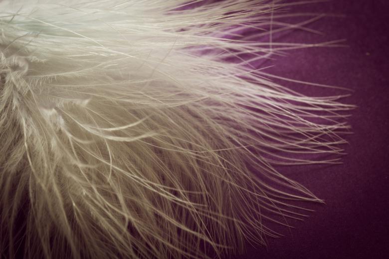 Free stock image of Bird Feathers created by Pixabay