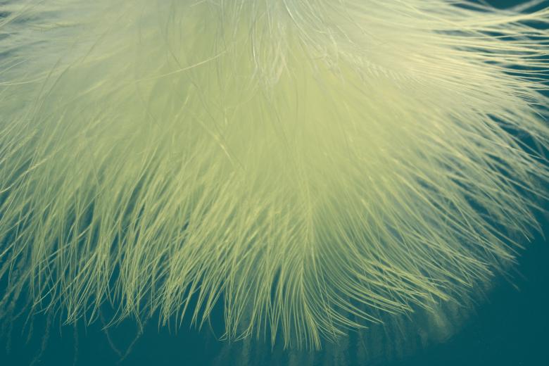 Free stock image of Bird Feathers created by Pixabay
