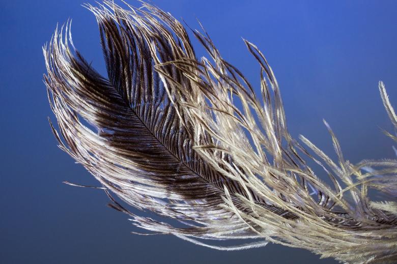 Free stock image of Bird Feather created by Pixabay