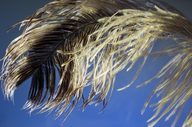 Free stock image of Bird Feather created by Pixabay