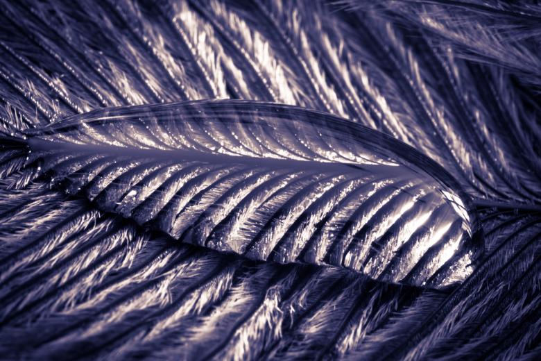 Free stock image of Liquid on the Feather created by Pixabay