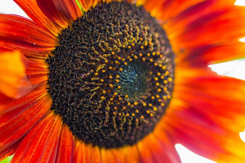 Free stock image of Sunflower Field created by Pixabay