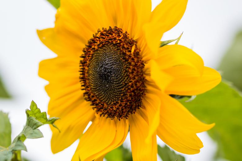 Free stock image of Sunflower Field created by Pixabay