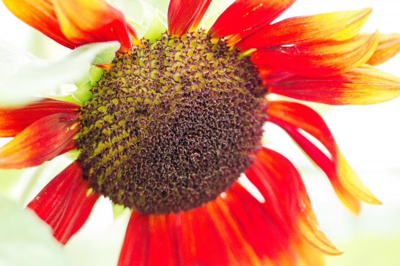 Free stock image of Sunflower Field created by Pixabay