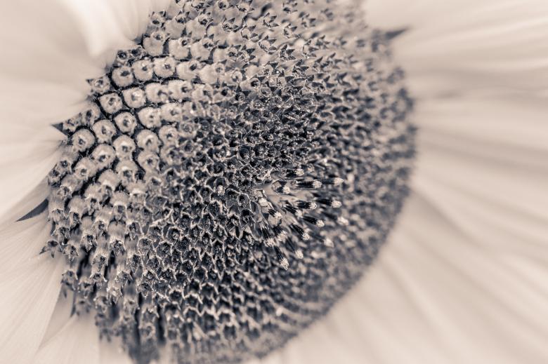 Free stock image of Sunflower Field created by Pixabay