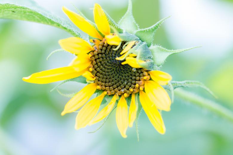Free stock image of Sunflower Field created by Pixabay