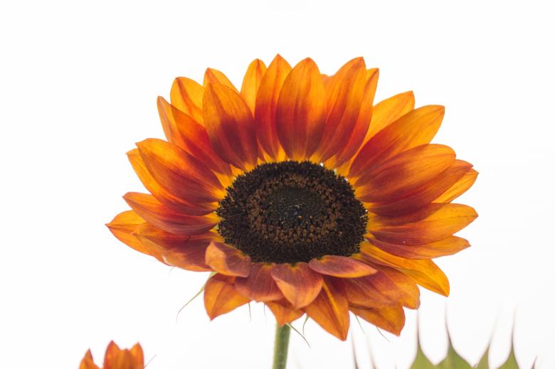 Free stock image of Sunflower Field created by Pixabay