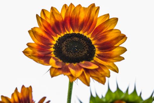 Free Stock Photo of Sunflower Field