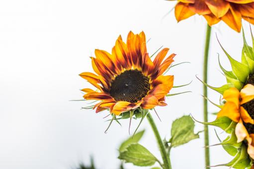 Free Stock Photo of Sunflower Field