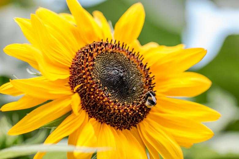 Free stock image of Bee on the Sunflower created by Pixabay