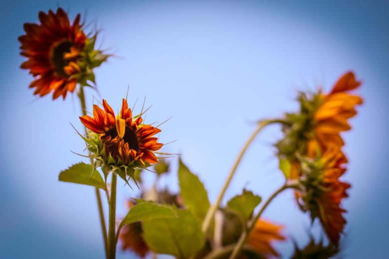 Free stock image of Sunflower Field created by Pixabay