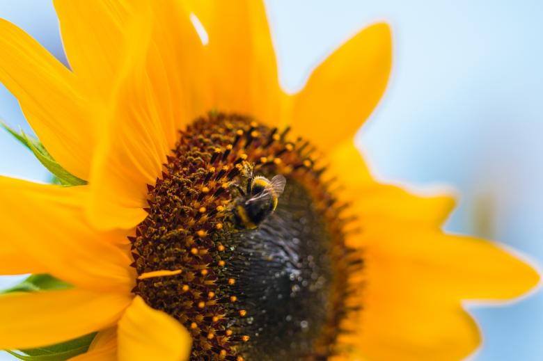 Free stock image of Sun Flower created by Pixabay