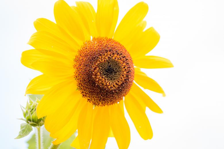 Free stock image of Sun Flower created by Pixabay