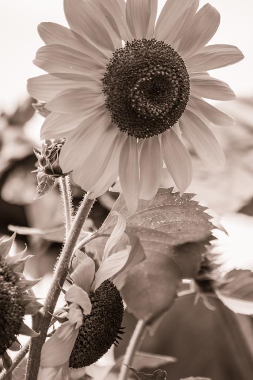 Free stock image of Sun Flower created by Pixabay