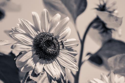 Free Stock Photo of Sun Flower