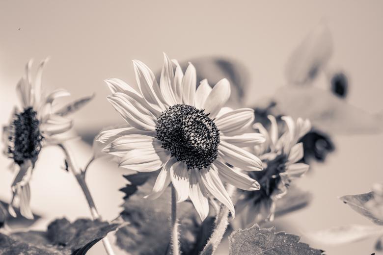 Free stock image of Sun Flower created by Pixabay