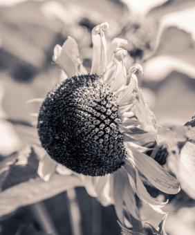 Free Stock Photo of Sun Flower
