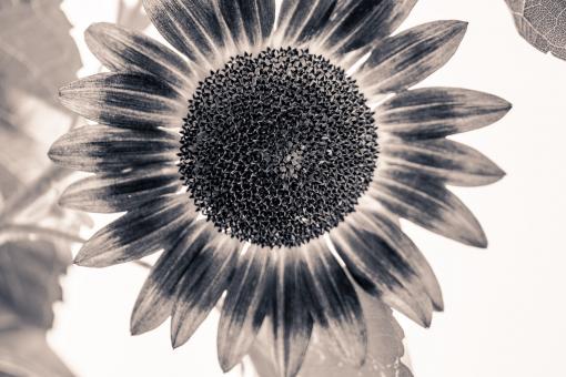 Free Stock Photo of Sun Flower