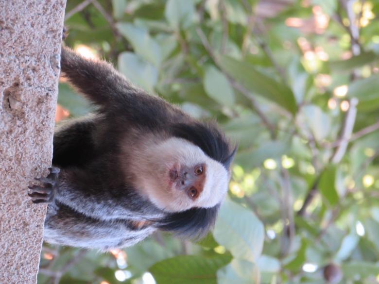 Free stock image of White-headed marmoset created by Luciano dos santos oliveira