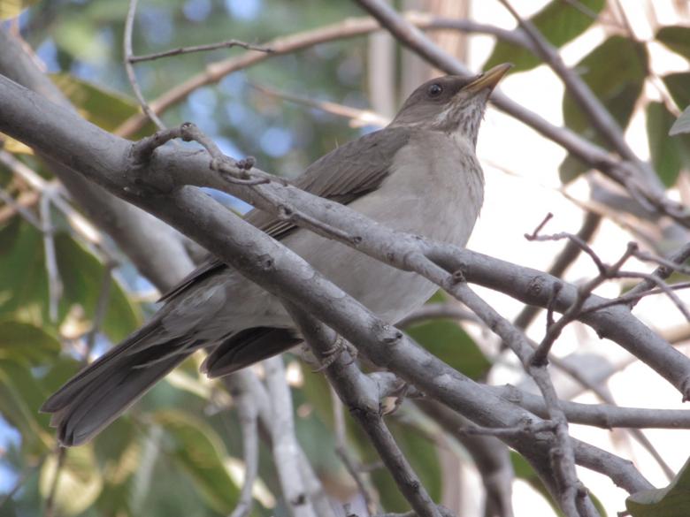 Free stock image of Pale-Breasted Thrush created by Luciano dos santos oliveira
