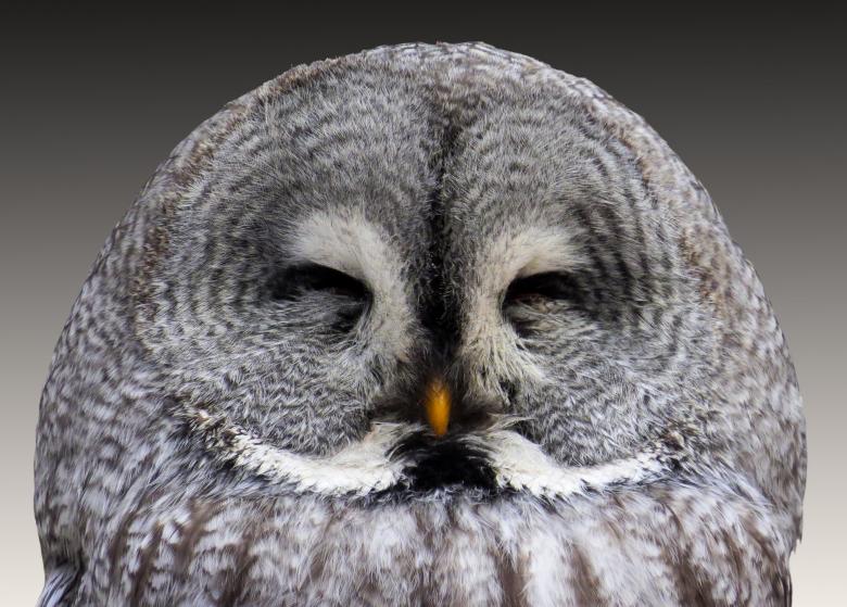 Free stock image of Owl Closeup created by Pixabay