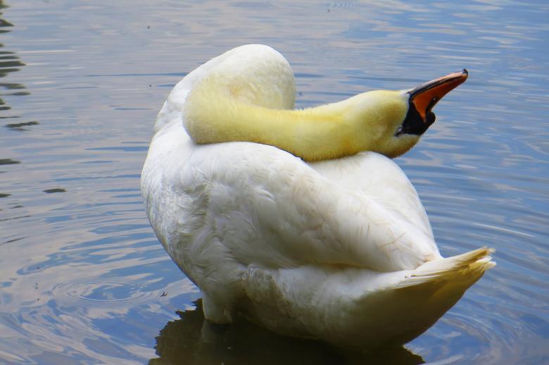 Free stock image of Swan Swimming created by Pixabay