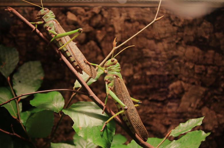 Free stock image of Grasshoppers on the Branch created by Pixabay