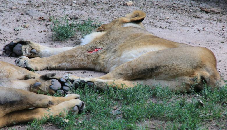 Free stock image of Wounded Tiger created by Pixabay