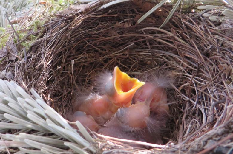 Free stock image of Bird Nest created by Pixabay