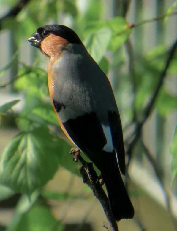 Free stock image of Bullfinch on the Branch created by Pixabay