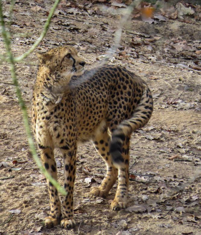 Free stock image of Wild Cheetah created by Pixabay