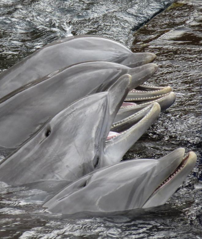 Free stock image of Group of Dolphins created by Pixabay