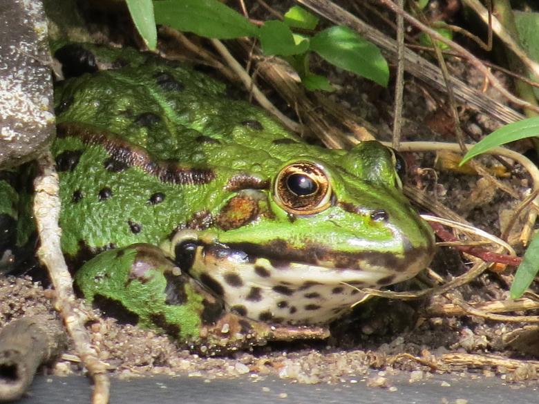 Free stock image of Wild Frog created by Pixabay