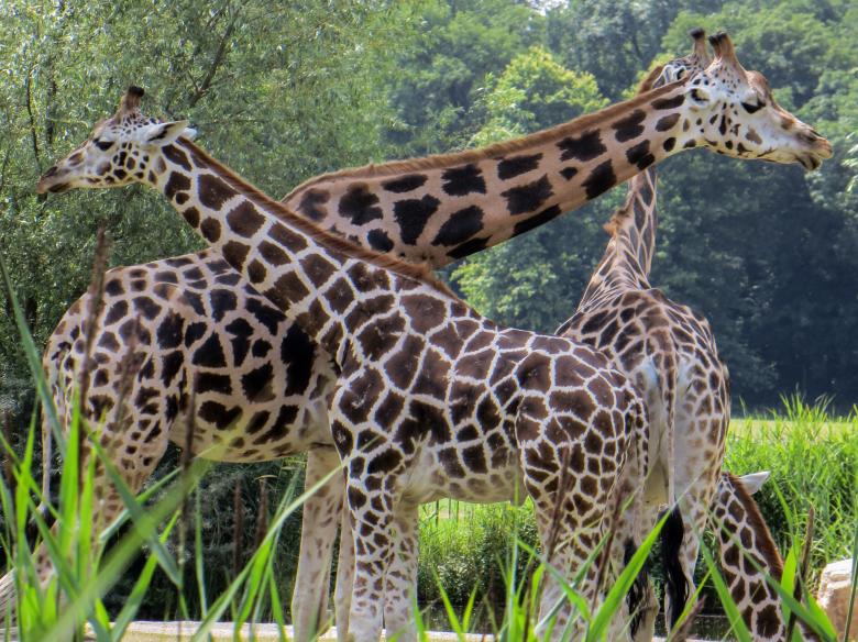 Free stock image of Wild Giraffes created by Pixabay