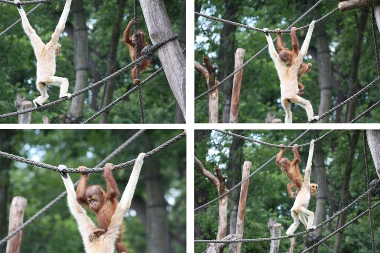 Free stock image of Gorillas on the Ropes created by Pixabay