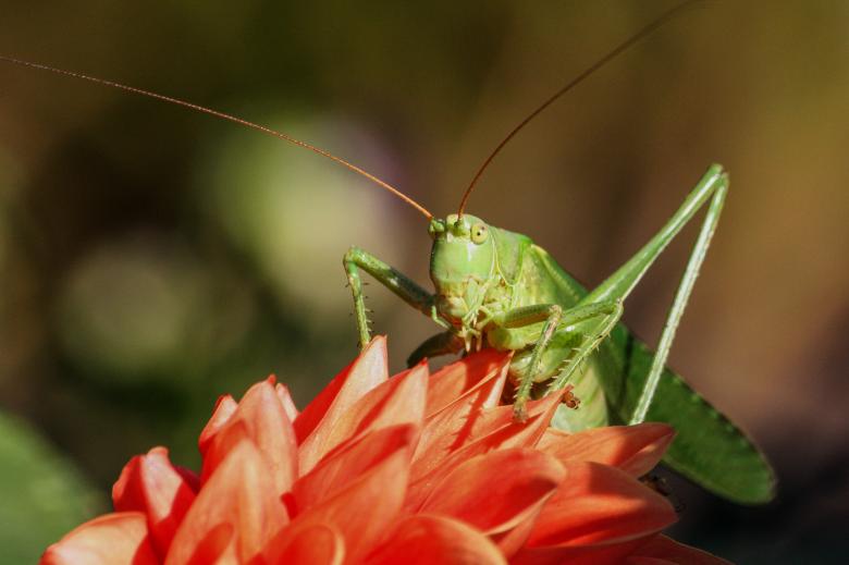 Free stock image of Wild Grasshopper created by Pixabay